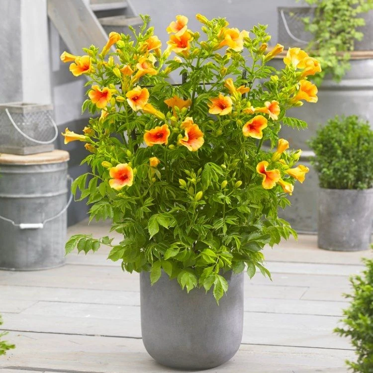 Campsis 'Summer Jazz' Gold Trumpet - Trumpet Vine 1 Campsis 'Summer Jazz' Gold Trumpet - Trumpet Vine