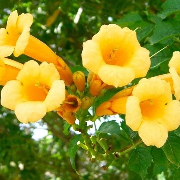 Large 6-7ft Specimen Climber - Campsis Radicans 'Flava' - Yellow Trumpet Vine 1 Large 6-7ft Specimen Climber - Campsis Radicans 'Flava' - Yellow Trumpet Vine