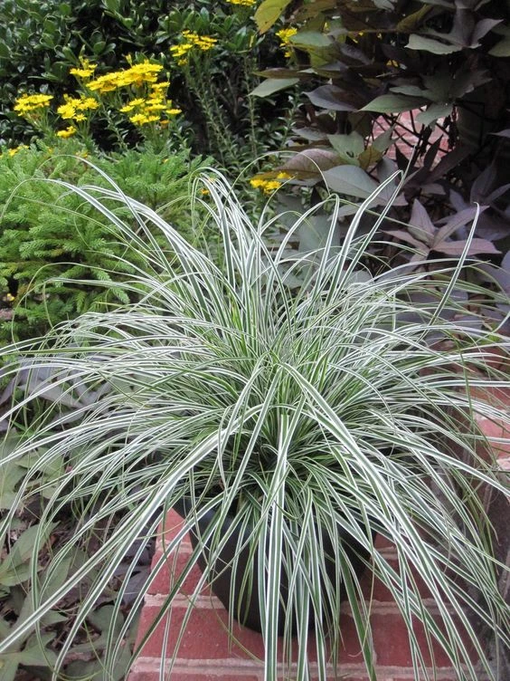 Carex ‘Everest’ - Evergreen Japanese Sedge - Pack Of THREE 2 Carex ‘Everest’ - Evergreen Japanese Sedge - Pack Of THREE - Image 2