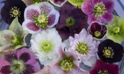 Carnival Hellebore Collection - Pack Of SIX Helleborus Plants -Outlet Plant Store carnival helleborus
