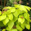 Catalpa Bignoides Aurea - Golden Indian Bean Tree - LARGE