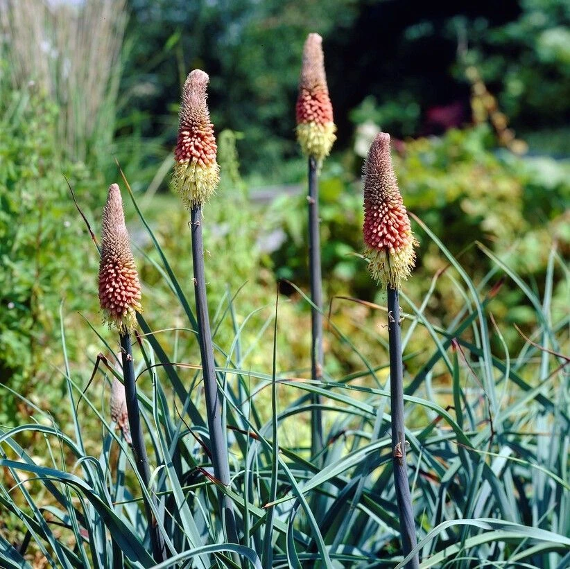Kniphofia Caulescens - Red Hot Poker 1 Kniphofia Caulescens - Red Hot Poker