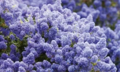 Evergreen Dwarf Cider Gum - Eucalyptus Gunnii France Bleu -Outlet Plant Store ceanothus californian lilac1000x600 1