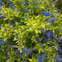 Ceanothus Lemon And Lime - Unique Gold & Green Foliage With Bright Blue Flowers -Outlet Plant Store ceanothus lemon lime2