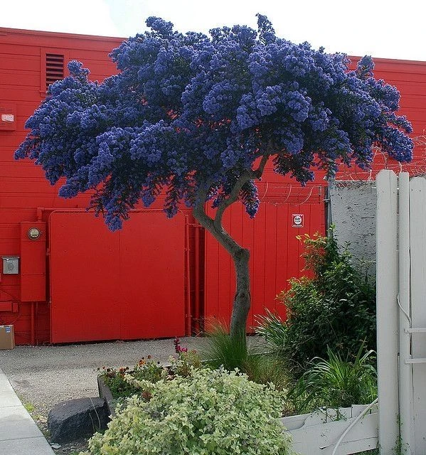 Evergreen California Lilac Tree - Patio Standard Ceanothus CONCHA Tree 1 Evergreen California Lilac Tree - Patio Standard Ceanothus CONCHA Tree