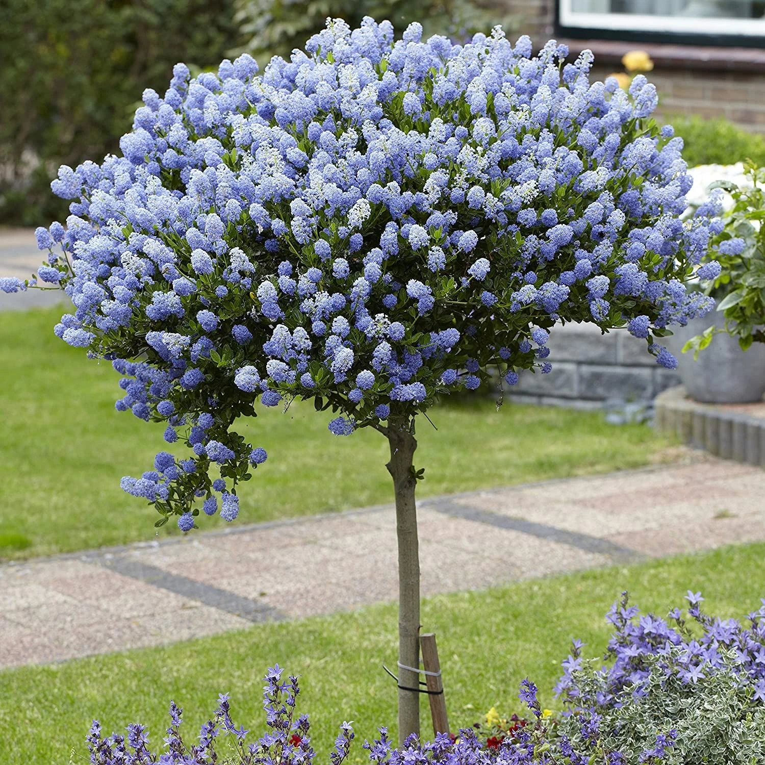 Evergreen California Lilac Tree - Patio Standard Ceanothus CONCHA Tree 2 Evergreen California Lilac Tree - Patio Standard Ceanothus CONCHA Tree - Image 2