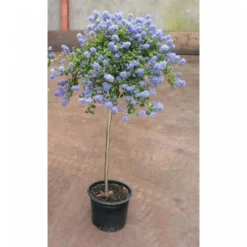 Evergreen California Lilac Tree - Patio Standard Ceanothus CONCHA Tree 5 Evergreen California Lilac Tree - Patio Standard Ceanothus CONCHA Tree -Outlet Plant Store ceanothus tree 3