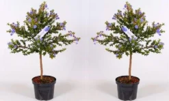 Evergreen Dwarf Cider Gum - Eucalyptus Gunnii France Bleu -Outlet Plant Store ceanothus trees p17 1000x600 1