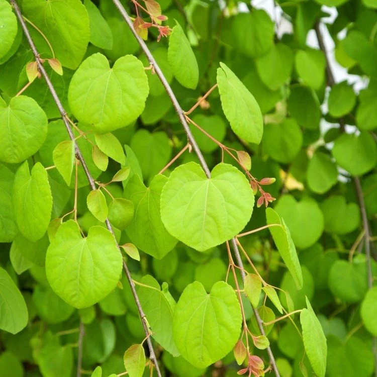 Cercidiphyllum Japonicum - Katsura Tree - Toffee Apple Tree - LARGE 2 Cercidiphyllum Japonicum - Katsura Tree - Toffee Apple Tree - LARGE - Image 2