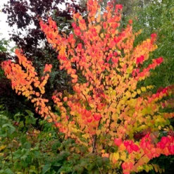 Cercidiphyllum Japonicum - Katsura Tree - Toffee Apple Tree - LARGE 8 Cercidiphyllum Japonicum - Katsura Tree - Toffee Apple Tree - LARGE -Outlet Plant Store cercidiphyllum 4