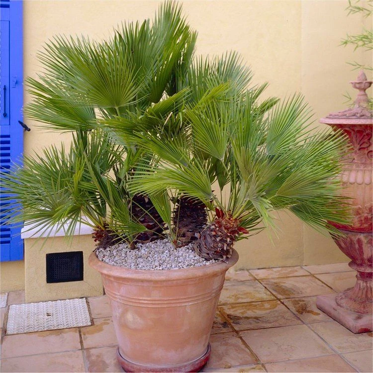 Chamaerops Humilis - Hardy Mediterranean Fan Palm - EXTRA LARGE Specimen - 140-180cms Tall 1 Chamaerops Humilis - Hardy Mediterranean Fan Palm - EXTRA LARGE Specimen - 140-180cms Tall