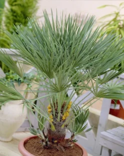 Chamaerops Humilis - Hardy Mediterranean Fan Palm - EXTRA LARGE Specimen - 140-180cms Tall 5 Chamaerops Humilis - Hardy Mediterranean Fan Palm - EXTRA LARGE Specimen - 140-180cms Tall -Outlet Plant Store chamaerops humilis visi56835 2 1