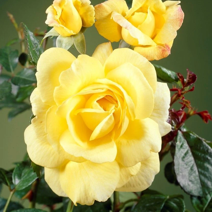 Rose Chinatown 1 Rose Chinatown