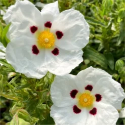 Cistus X Dansereaui 'Decumbens' - Rock Rose
