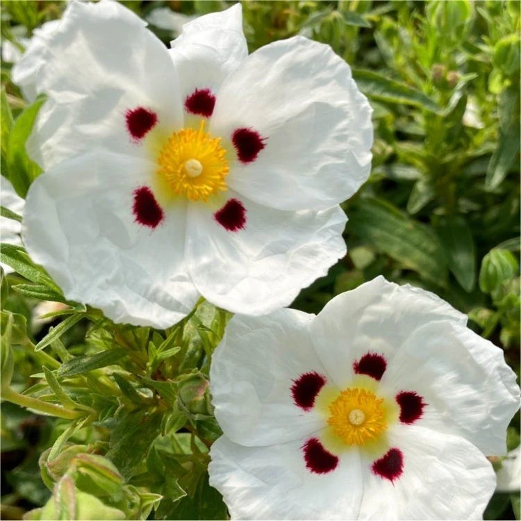Cistus X Dansereaui 'Decumbens' - Rock Rose 1 Cistus X Dansereaui 'Decumbens' - Rock Rose