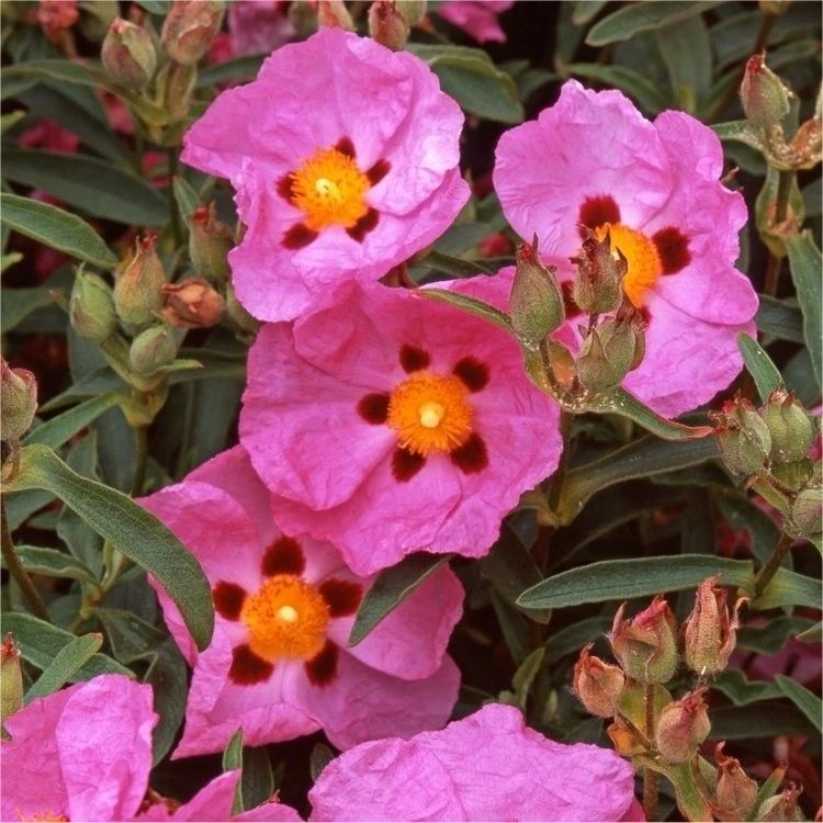Bargain Hardy Flowering Shrub Collection - Selection Of FIVE Garden Shrubs 6 Bargain Hardy Flowering Shrub Collection - Selection Of FIVE Garden Shrubs - Image 6