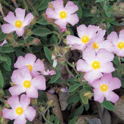 Bargain Hardy Flowering Shrub Collection - Selection Of FIVE Garden Shrubs 18 Bargain Hardy Flowering Shrub Collection - Selection Of FIVE Garden Shrubs -Outlet Plant Store cistus silver pink 1