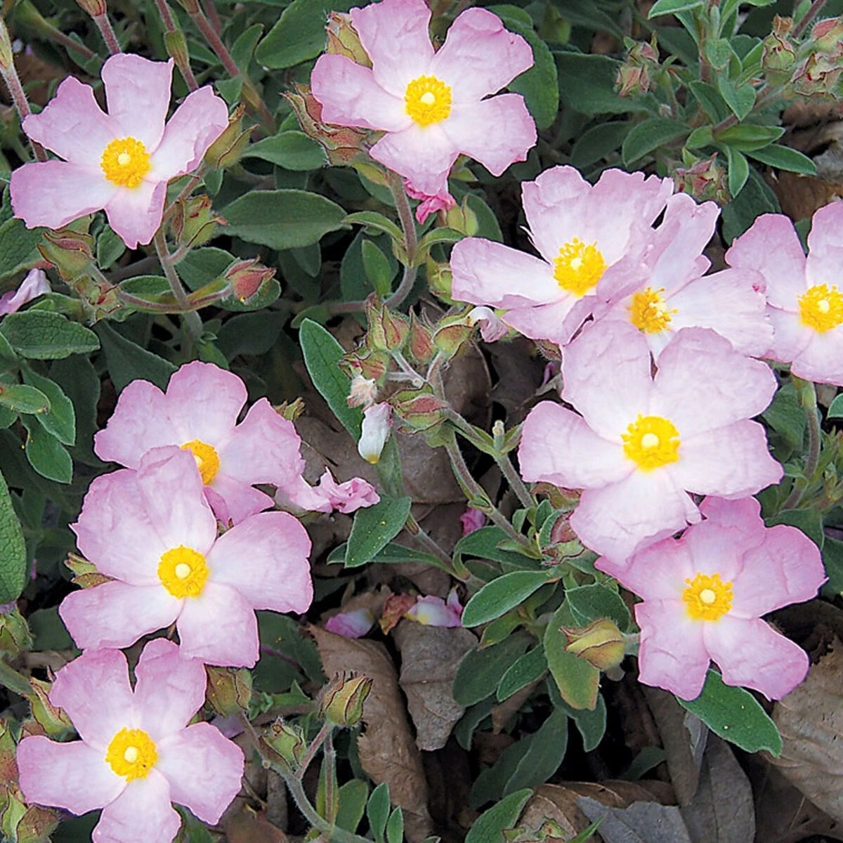 Bargain Hardy Flowering Shrub Collection - Selection Of FIVE Garden Shrubs 9 Bargain Hardy Flowering Shrub Collection - Selection Of FIVE Garden Shrubs - Image 9