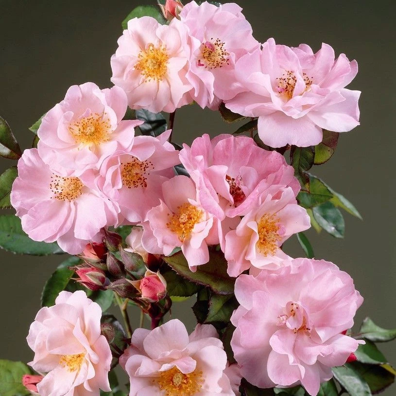 Large 6-7ft Specimen Climbing Rose - Clair Matin 1 Large 6-7ft Specimen Climbing Rose - Clair Matin