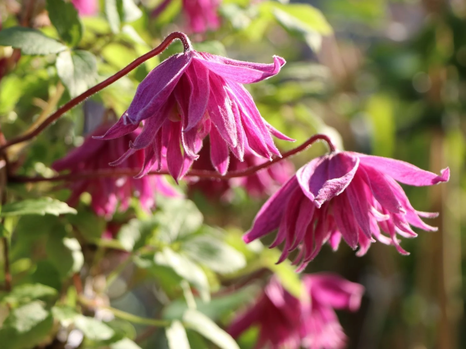 Clematis Alpina Imke 2 Clematis Alpina Imke - Image 2