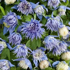 Clematis Alpina Ocean Pearl