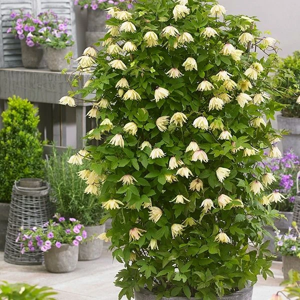 Clematis Koreana Amber 2 Clematis Koreana Amber - Image 2