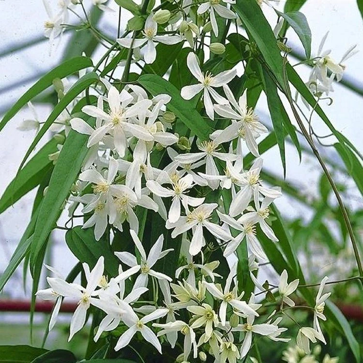 Large 6-7ft Specimen Plant - Clematis Armandii SNOWDRIFT - Fragrant Evergreen Climber 1 Large 6-7ft Specimen Plant - Clematis Armandii SNOWDRIFT - Fragrant Evergreen Climber