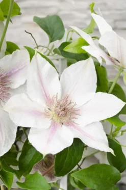 Clematis Corrine - Summer Flowering Clematis 7 Clematis Corrine - Summer Flowering Clematis -Outlet Plant Store clematis boulevard corinne 1