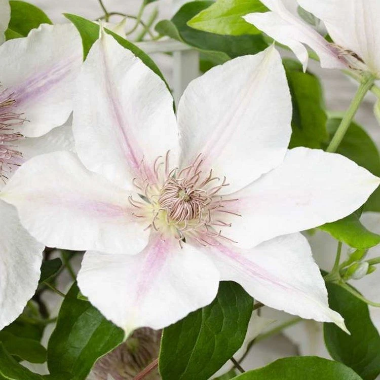 Clematis Corrine - Summer Flowering Clematis 1 Clematis Corrine - Summer Flowering Clematis
