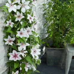 Clematis Corrine - Summer Flowering Clematis 6 Clematis Corrine - Summer Flowering Clematis -Outlet Plant Store clematis boulevard corinne 3