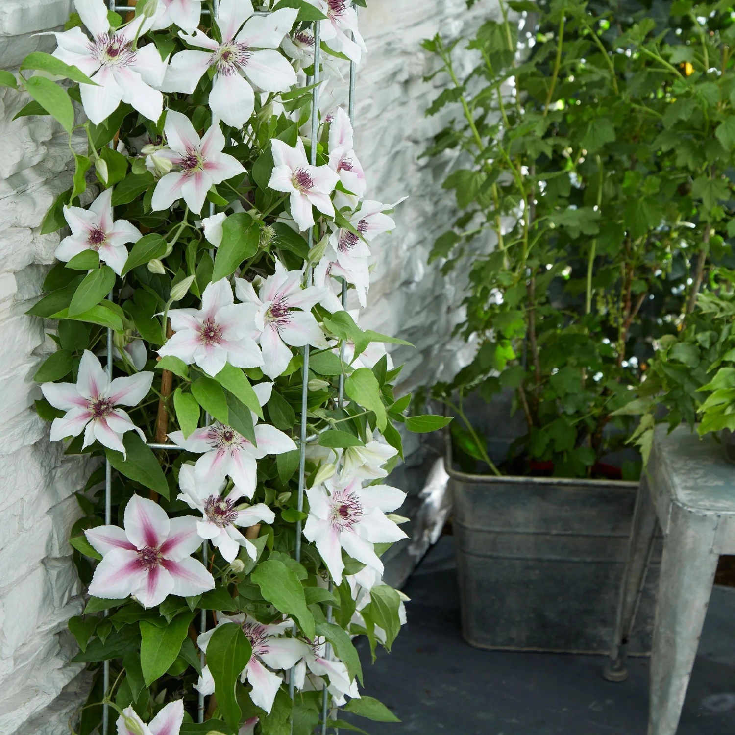 Clematis Corrine - Summer Flowering Clematis 3 Clematis Corrine - Summer Flowering Clematis - Image 3