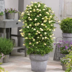 Clematis Koreana Amber 7 Clematis Koreana Amber -Outlet Plant Store clematis chiisanensis amber pbr stueck 72208 31