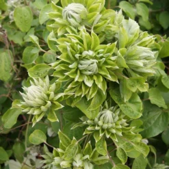 Clematis Green Passion -Outlet Plant Store clematis green passion1