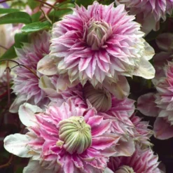 Clematis Josephine - Summer Flowering Clematis