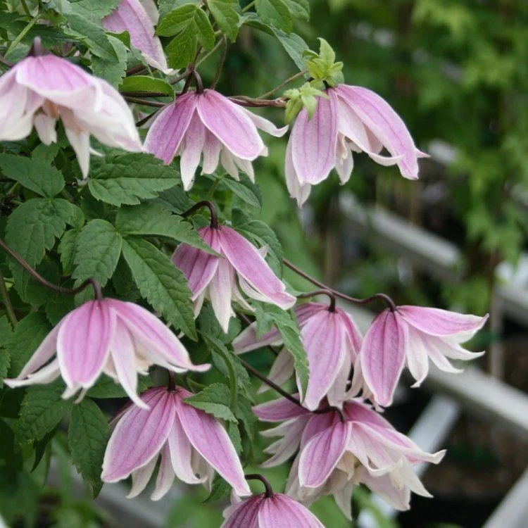 Clematis Koreana Propertius 1 Clematis Koreana Propertius