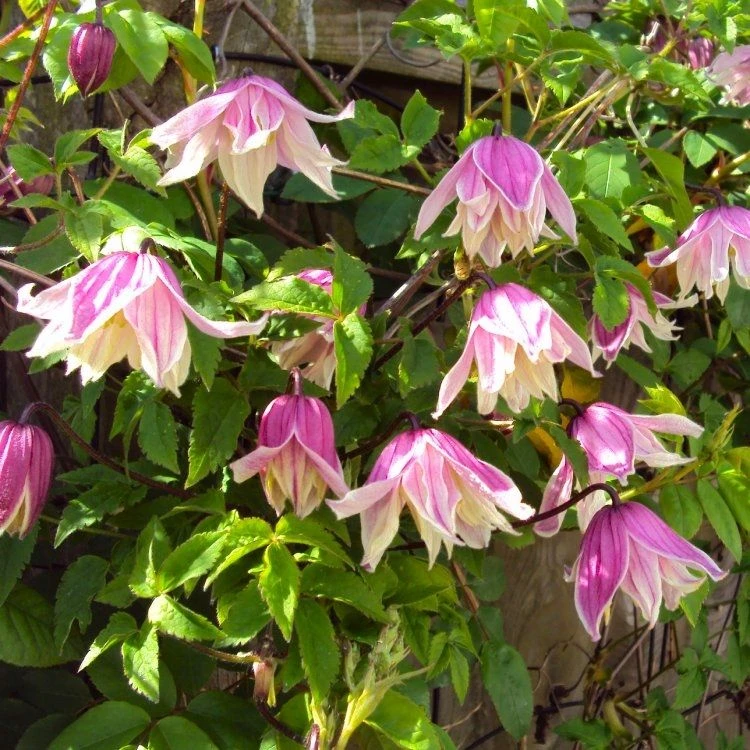 Clematis Koreana Propertius 2 Clematis Koreana Propertius - Image 2