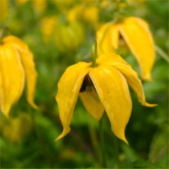Clematis Tangutica Lambton Park -Outlet Plant Store clematis lambton park 750x750 1