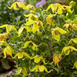 Clematis Little Lemons -Outlet Plant Store clematis little lemons 2