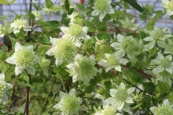 Clematis Manju - New & Exclusive Double Flowering Clematis -Outlet Plant Store clematis manju 2