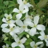 Clematis Montana Grandiflora - Large 6-7ft Specimen Plant - White Anemone Clematis