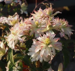 Clematis Montana Jenny Kaey