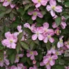 Clematis Montana Tetrarose - Large 6-7ft Specimen Plant - Spring Flowering Clematis