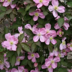 Clematis Montana Tetrarose - Large 6-7ft Specimen Plant - Spring Flowering Clematis