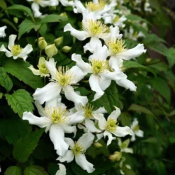 Clematis Montana 'Var. Wilsonii'
