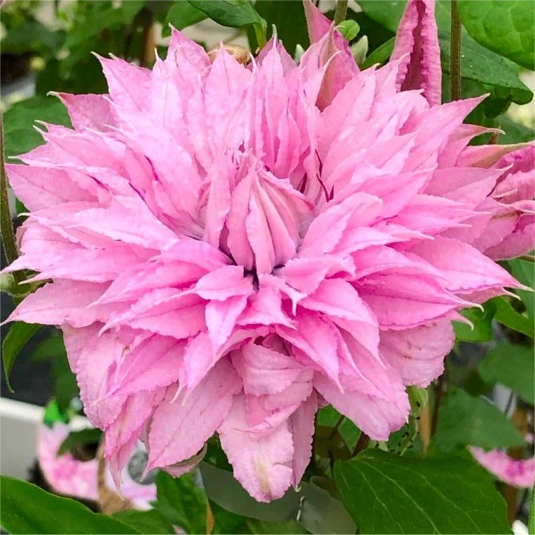 Clematis Multi Pink - Stunning Brand New & Exclusive Hardy Climbing Summer Flowering Clematis 1 Clematis Multi Pink - Stunning Brand New & Exclusive Hardy Climbing Summer Flowering Clematis