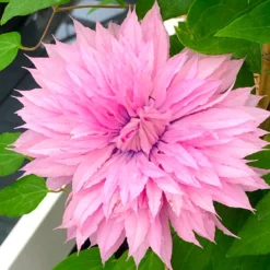 Clematis Multi Pink - Stunning Brand New & Exclusive Hardy Climbing Summer Flowering Clematis 5 Clematis Multi Pink - Stunning Brand New & Exclusive Hardy Climbing Summer Flowering Clematis -Outlet Plant Store clematis multi pink 2