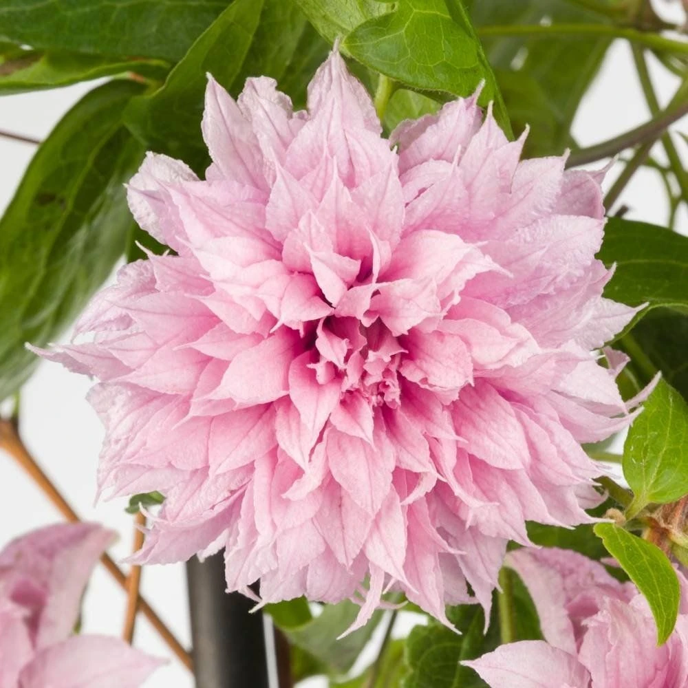 Clematis Multi Pink - Stunning Brand New & Exclusive Hardy Climbing Summer Flowering Clematis 3 Clematis Multi Pink - Stunning Brand New & Exclusive Hardy Climbing Summer Flowering Clematis - Image 3