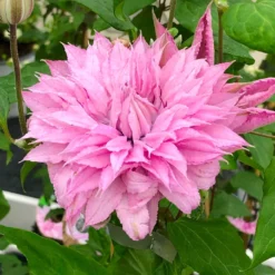 Clematis Multi Pink - Stunning Brand New & Exclusive Hardy Climbing Summer Flowering Clematis 7 Clematis Multi Pink - Stunning Brand New & Exclusive Hardy Climbing Summer Flowering Clematis -Outlet Plant Store clematis multi pink 4