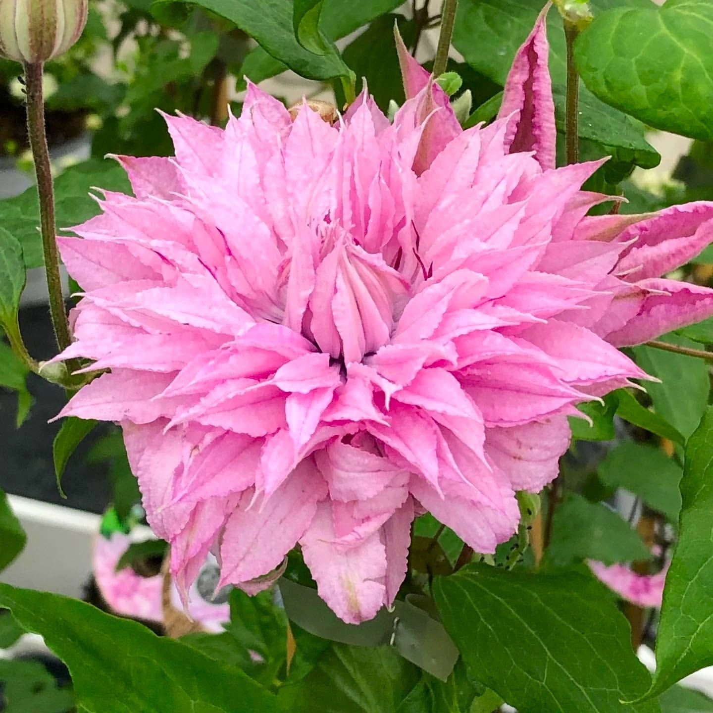 Clematis Multi Pink - Stunning Brand New & Exclusive Hardy Climbing Summer Flowering Clematis 4 Clematis Multi Pink - Stunning Brand New & Exclusive Hardy Climbing Summer Flowering Clematis - Image 4