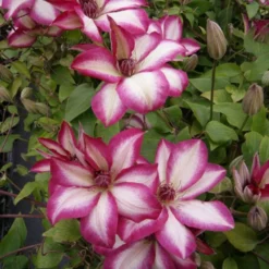 Clematis Picotee - Pink Kissed Summer Flowering Clematis -Outlet Plant Store clematis picotee2